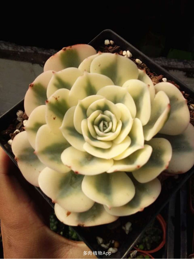 【ag亚娱官网】203米超高避难层“被兼职” 宝鸡消防依法查封