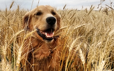 AG亚娱集团-“直播述职”，这个创新可以有_时事政治_中公教育网