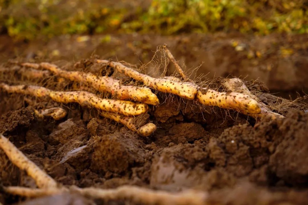 “AG亚娱集团”石鼓消防组织志愿者走街串巷送“防火礼包”(图2) AG亚娱集团官方