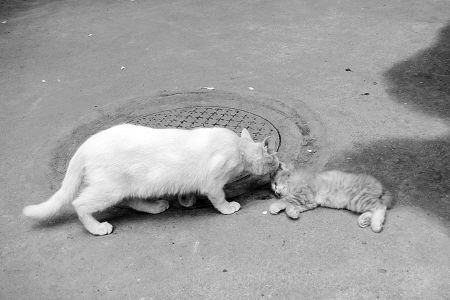 星火传承 中星集团布局互联网+教育产业生态圈【AG亚娱集团】(图4) ag亚娱官网