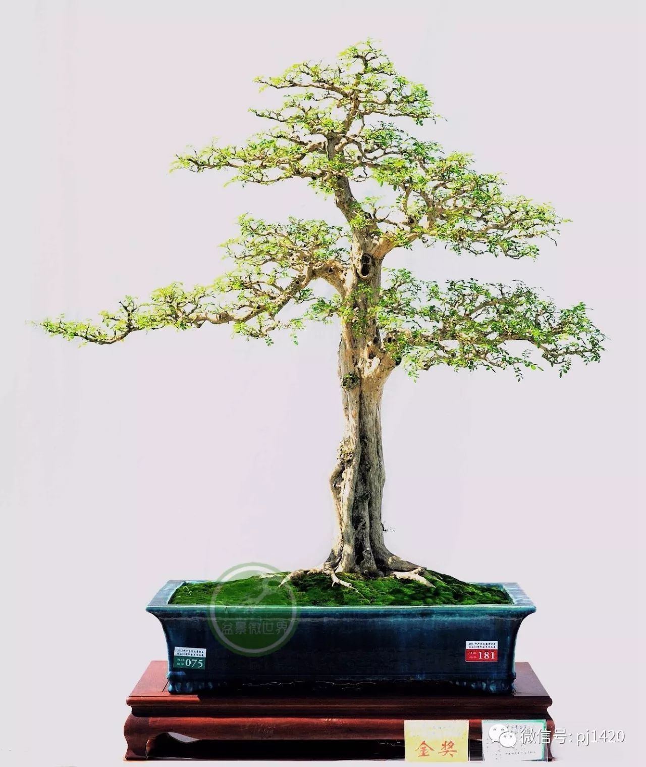 
什么是抖音矩阵运营 做抖音矩阵运营有什么用？：ag亚娱官网